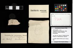Foto (Objekt + Etikett) von Paragalathea verrucosa (Moericke, 1889)  (NHMW-GEO-2014-0194-0206)